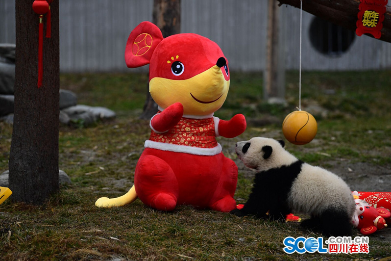 Детеныши больших панд поздравляют с праздником Весны