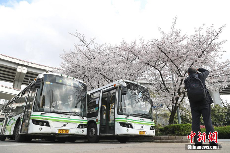 Автобусную остановку в Шанхае окутали пышно цветущие вишни
