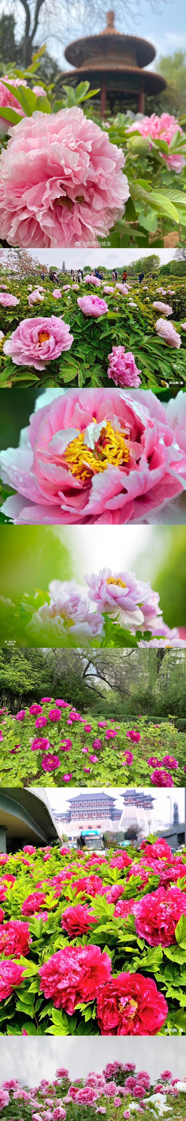 Буйное весеннее цветение в разных уголках Китая