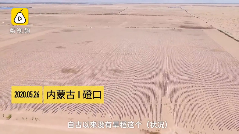 В пустыне Внутренней Монголии в Китае экспериментально посадят суходольный рис 