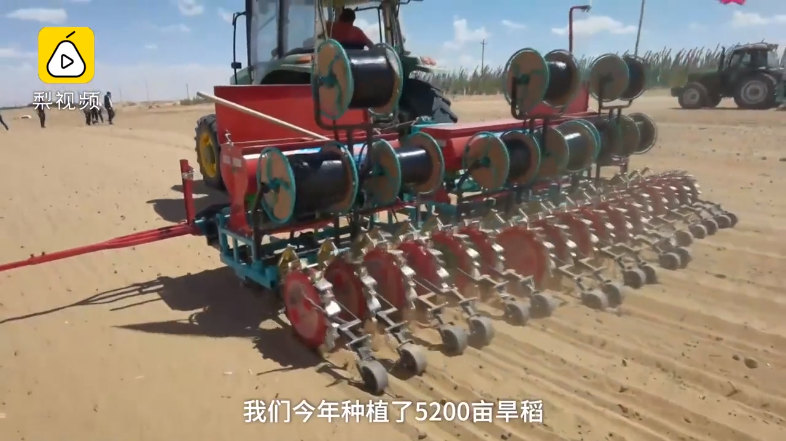В пустыне Внутренней Монголии в Китае экспериментально посадят суходольный рис 