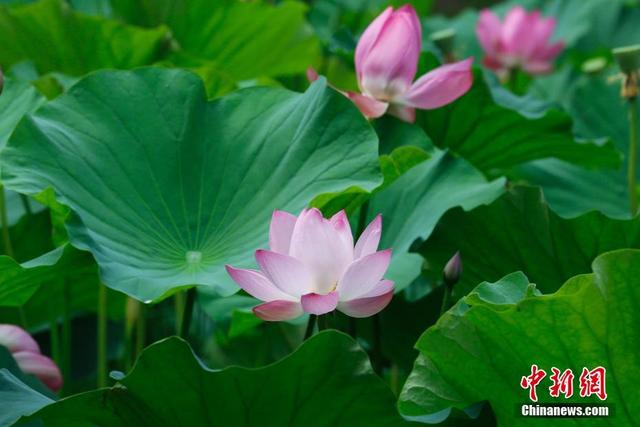 Летний пейзаж в пекинском парке Юаньминъюань