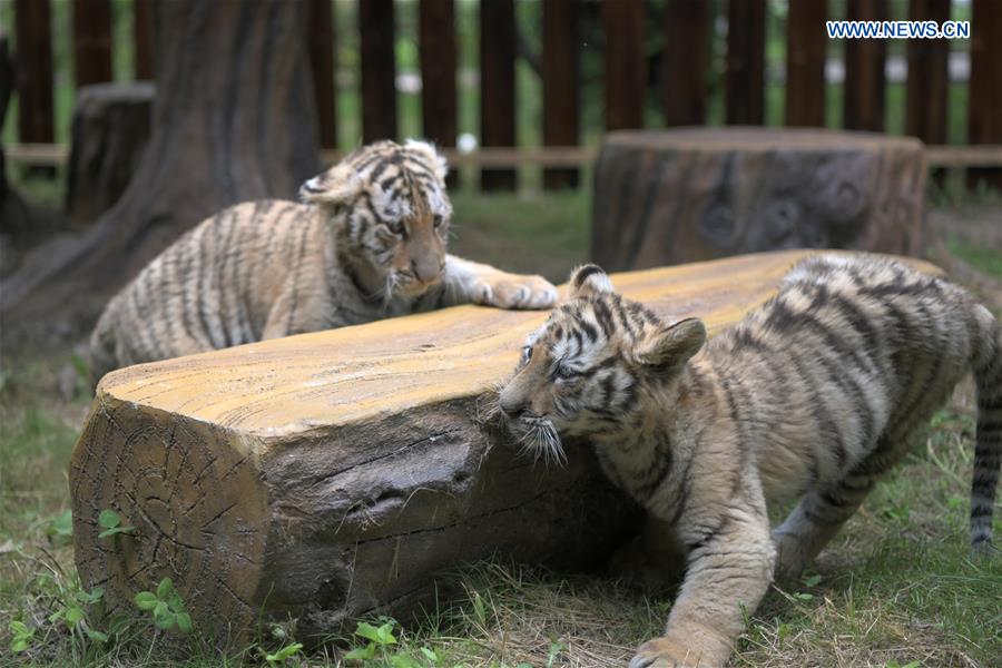 Посещение парка «Сибирский тигр» в провинции Хэйлунцзян