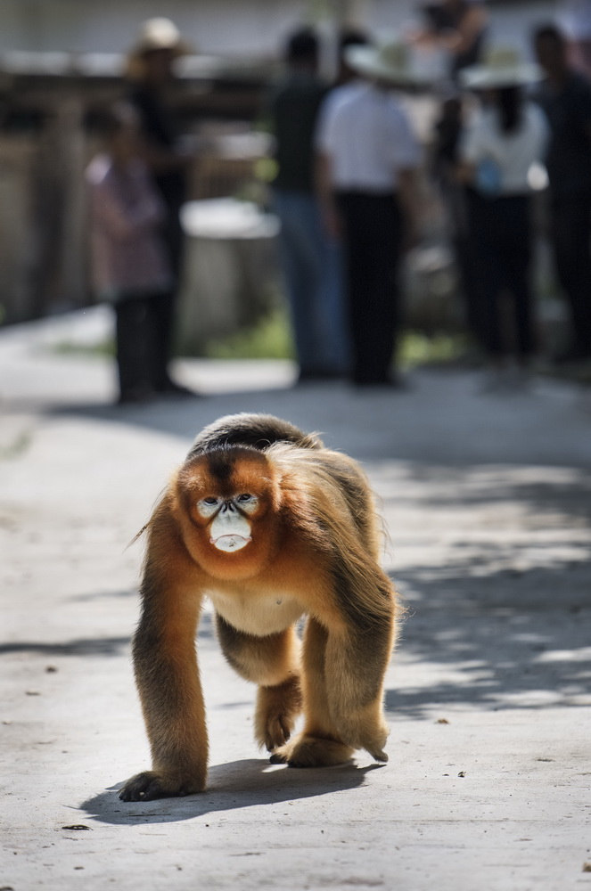 Китайская курносая обезьяна «зашла в гости» к жителям деревни
