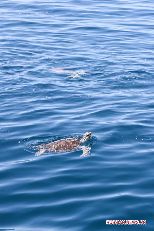 В Южно-Китайское море выпущены 99 спасенных морских черепах