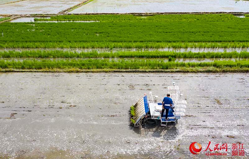 Беспилотная машина для посадки риса введена в эксплуатацию на полях провинции Чжэцзян