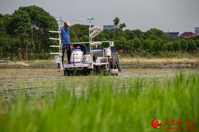 Беспилотная машина для посадки риса введена в эксплуатацию на полях провинции Чжэцзян