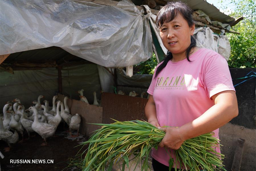 Развитие гусеводства помогает бороться с бедностью в уезде Линькоу