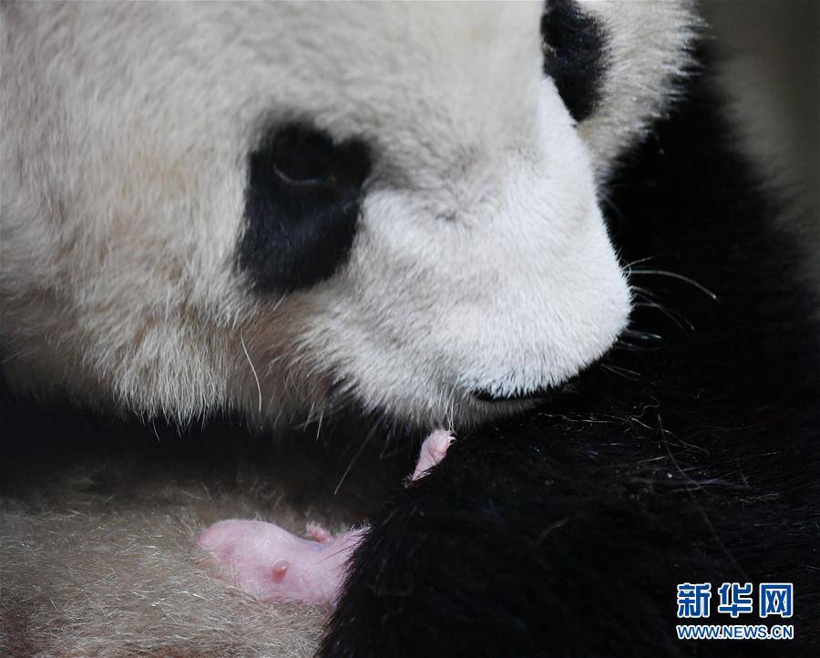 Детеныш панды родился в неволе на северо-западе Китая