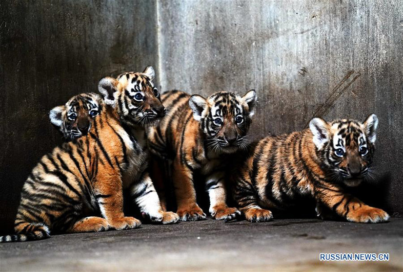 В Шанхайском зоопарке выбирают имена детенышам китайского тигра