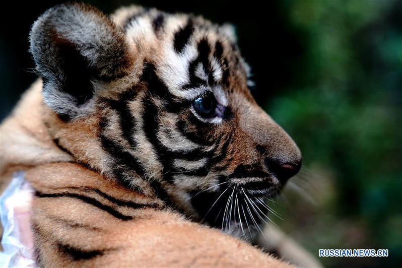 В Шанхайском зоопарке выбирают имена детенышам китайского тигра