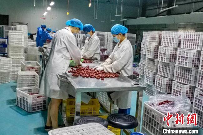 Красные финики из китайского города Дуньхуан впервые вышли на европейский рынок