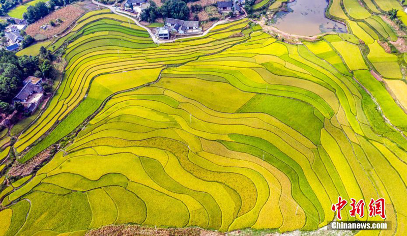 Живописные рисовые поля на юго-западе Китая