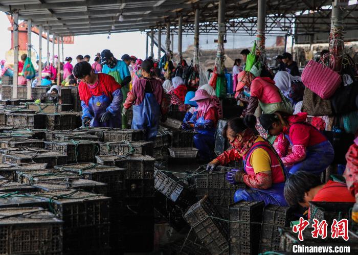 Сбор морских ушек в городском уезде Жунчэн в Китае