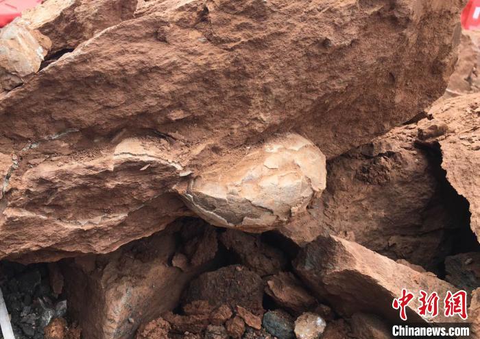 В Китае обнаружили более 10 окаменелых яиц динозавров возрастом 90 млн. лет
