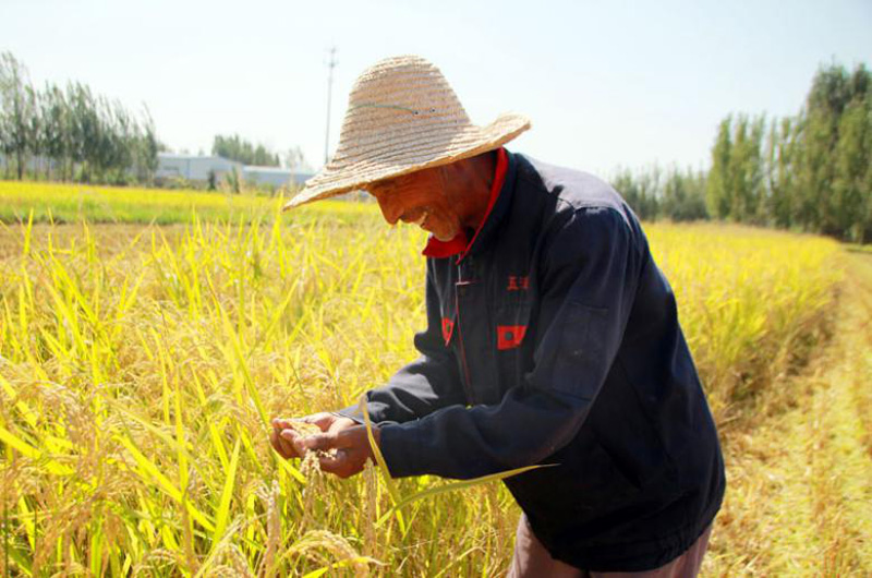В Китае начался сезон сбора урожая