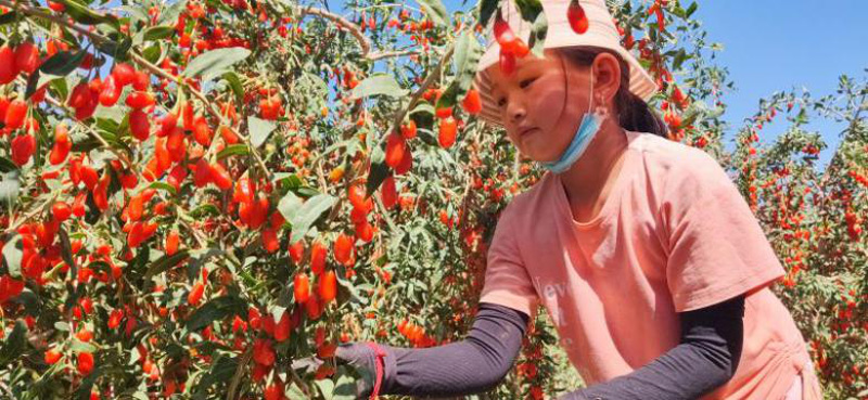 В Китае начался сезон сбора урожая