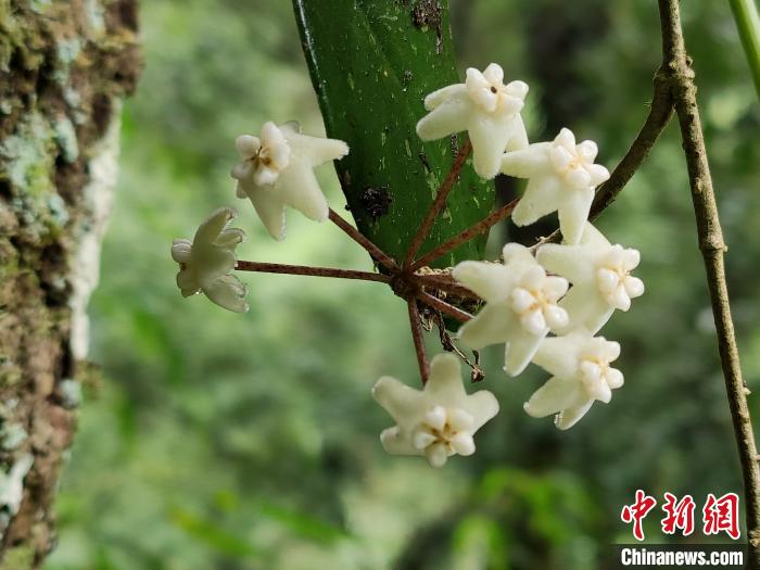 В Юго-Западном Китае обнаружили новый вид растения хойи