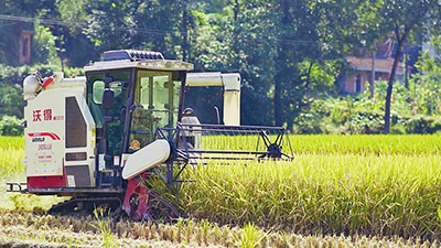 Китай ожидает богатый урожай осенних зерновых культур