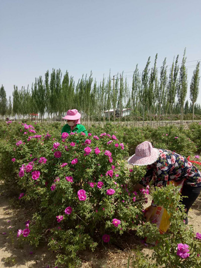 Выращивание роз увеличивает доходы жителей китайского уезда Юйтянь