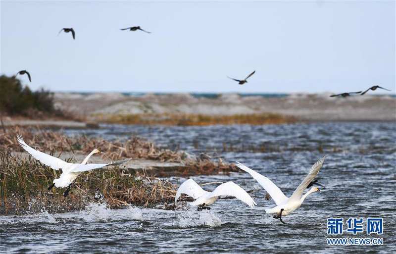 Национальный парк водно-болотных угодий Урунгуху в Китае стал раем для перелетных птиц