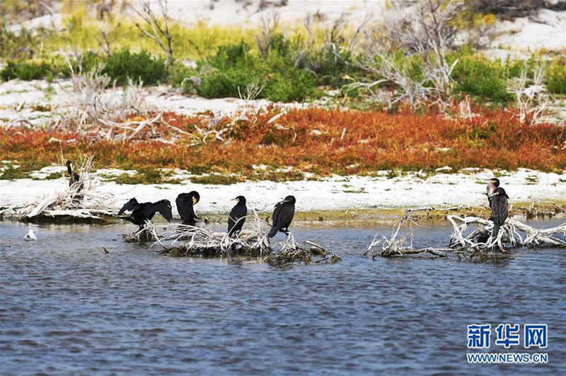 Национальный парк водно-болотных угодий Урунгуху в Китае стал раем для перелетных птиц