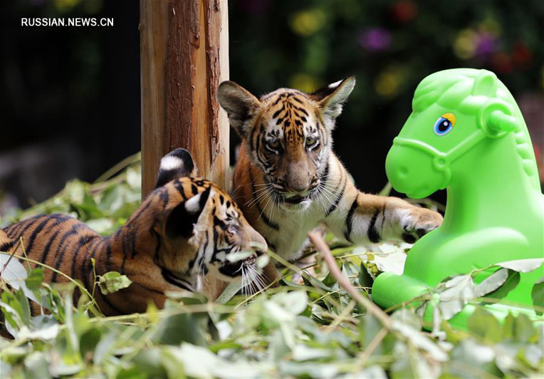 В сафари-парке "Чанлун" в Гуанчжоу растут тигрята-близнецы