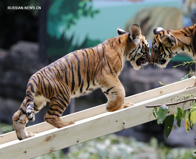 В сафари-парке "Чанлун" в Гуанчжоу растут тигрята-близнецы