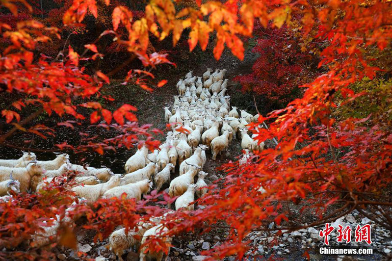 Яркие краски осени на в Китае