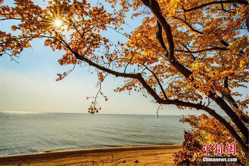 Золотая осень на берегу озера Ханка