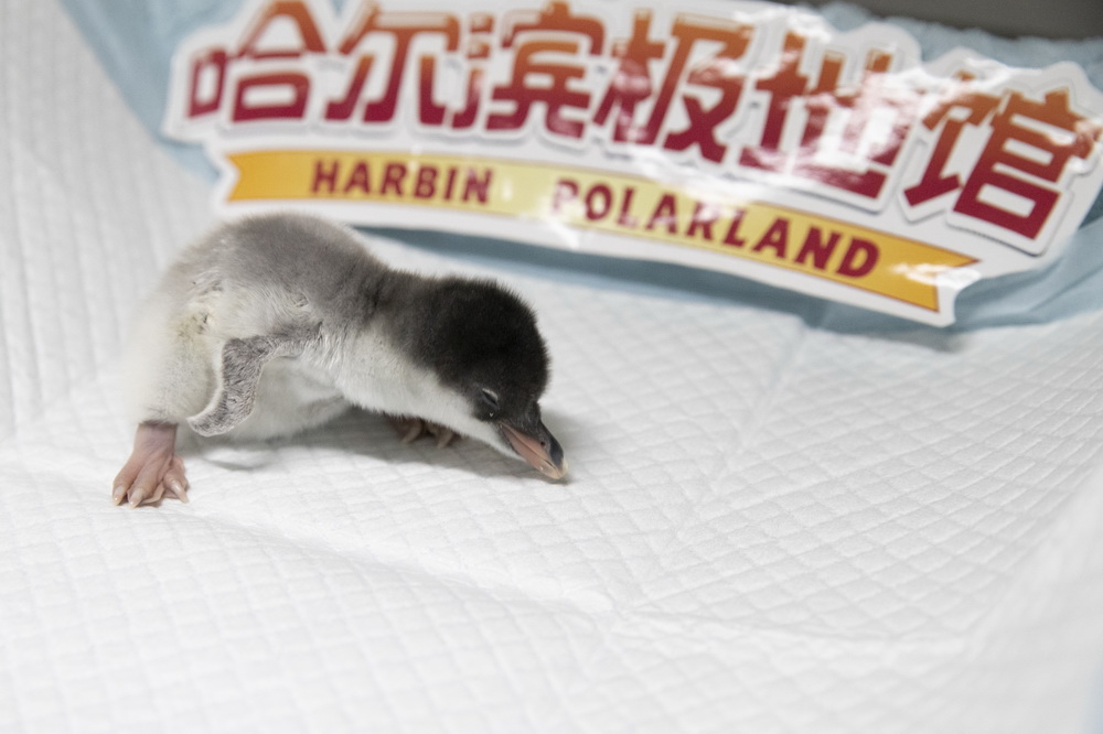 В харбинском океанариуме родился пингвинёнок 