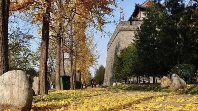 Города Китая отсрочили уборку опавших листьев для сохранения красоты осени
