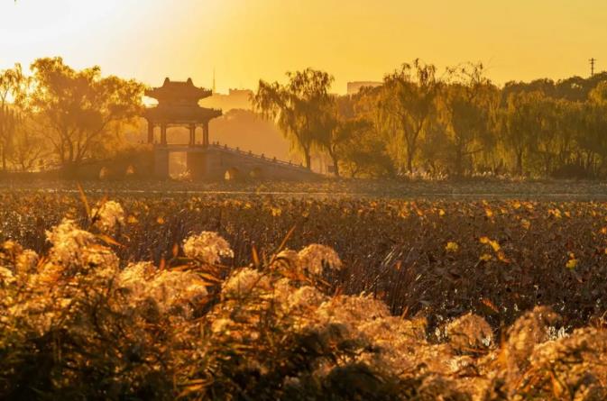 Города Китая отсрочили уборку опавших листьев для сохранения красоты осени