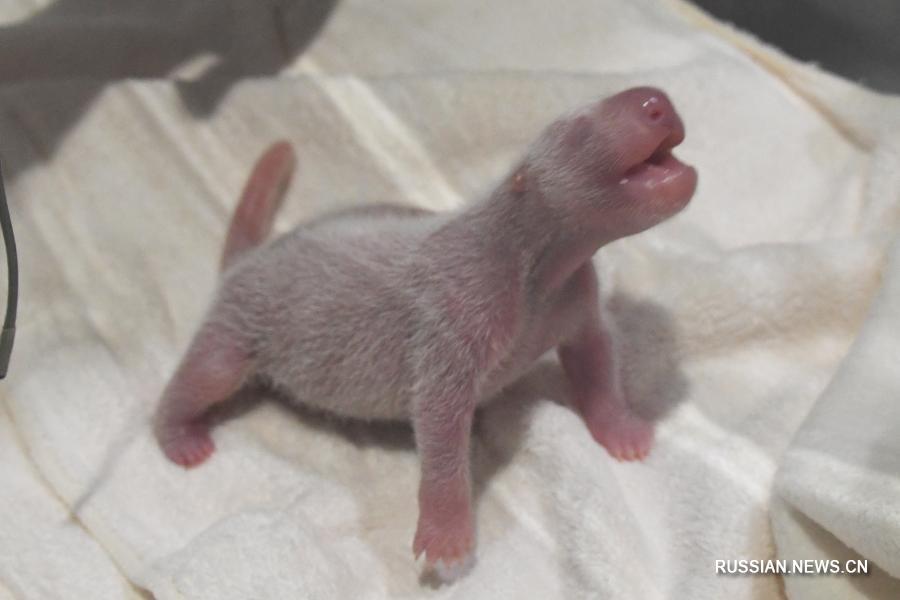 В Японии родился еще один детеныш большой панды