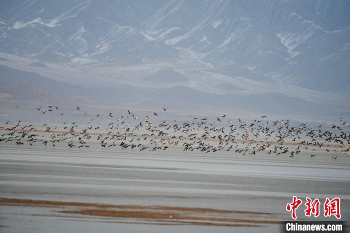 Национальный парк водно-болотных угодий Дуланьху привлек множество диких птиц