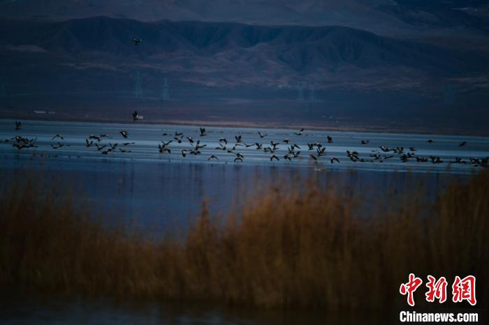 Национальный парк водно-болотных угодий Дуланьху привлек множество диких птиц