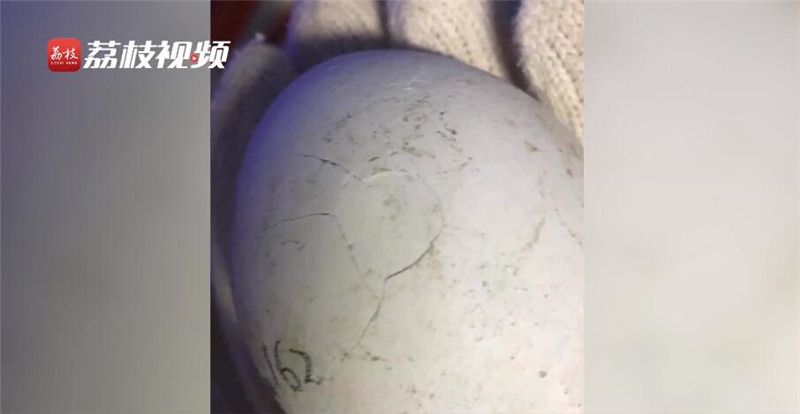 Китайские работники океанария успешно инкубировали яйцо пингвина с трещиной
