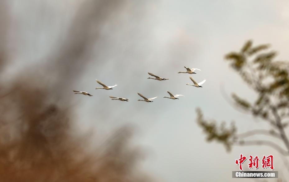 Более 6000 лебедей-кликунов прилетели на зимовку в Жунчэн провинции Шаньдун