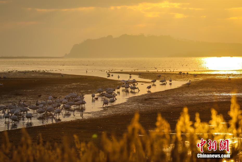 Более 6000 лебедей-кликунов прилетели на зимовку в Жунчэн провинции Шаньдун
