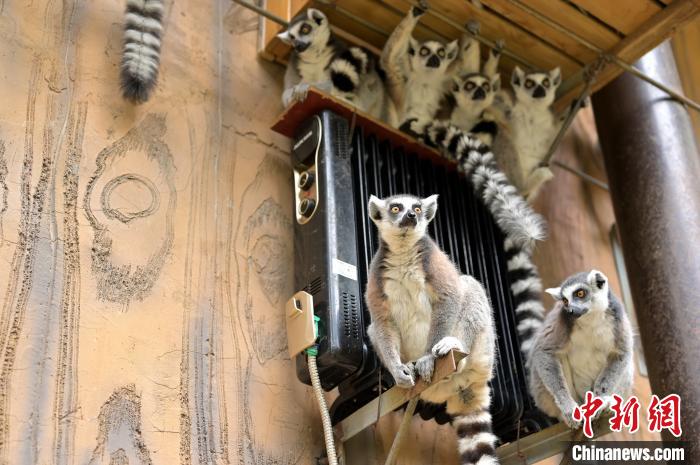 В китайском зоопарке животные греются по-разному