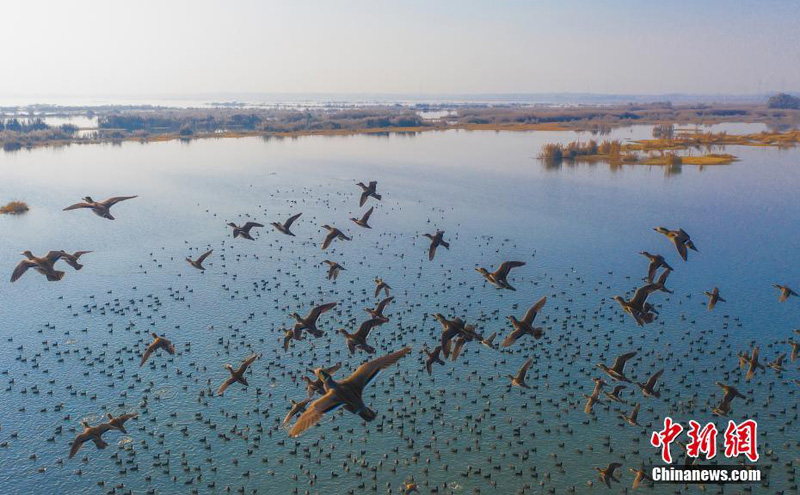 Перелетные птицы в огромных количествах слетелись на водно-болотные угодья китайского озера Хуцзэху