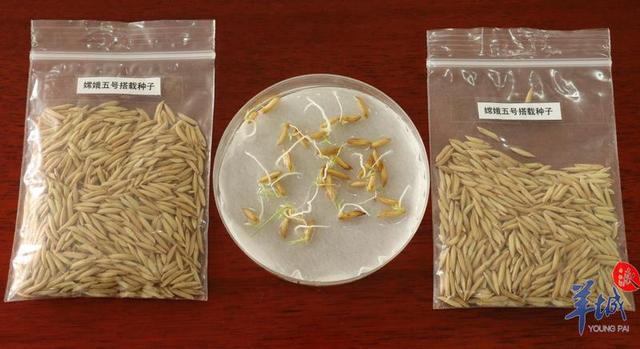 В Китае проросли побывавшие на Луне семена риса