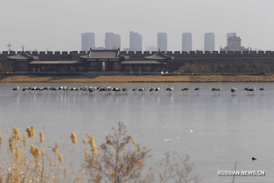 Дальневосточные аисты прилетели на зимовку в китайский город Шанцю
