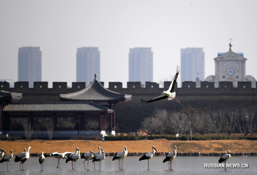 Дальневосточные аисты прилетели на зимовку в китайский город Шанцю