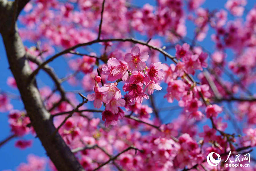 В городе Сямэнь наступает сезон для  наблюдения за цветением