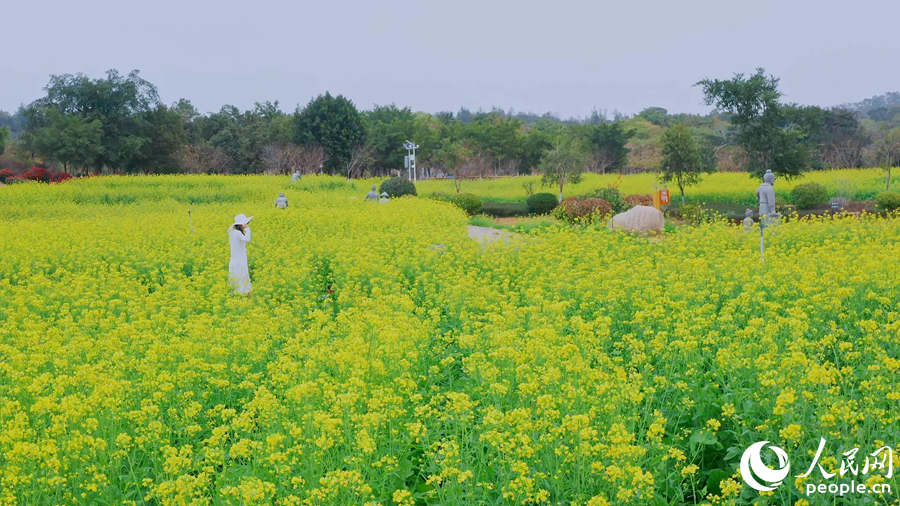 В городе Сямэнь наступает сезон для  наблюдения за цветением