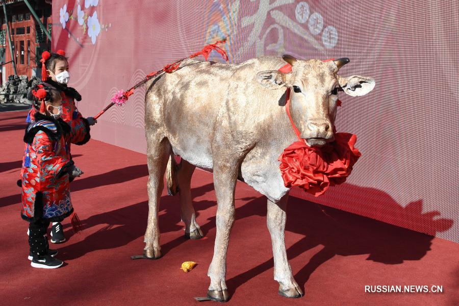 Обычай выгона скота для встречи начала весны в Китае
