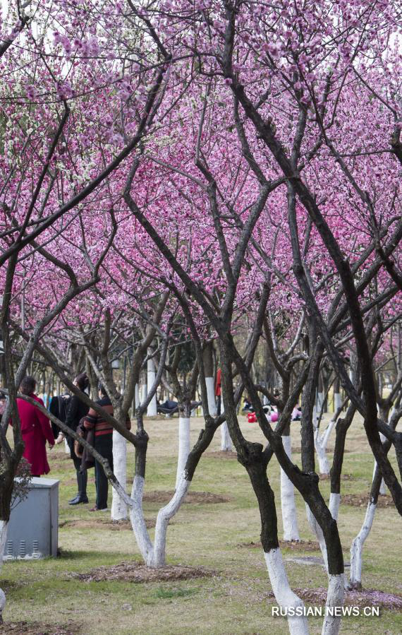 Цветы весны на юге Китая