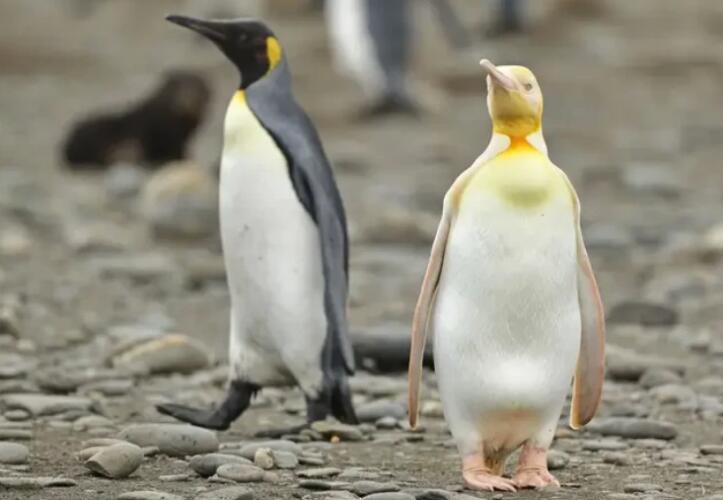 Снимки редкого желтого королевского пингвина поразили пользователей Сети