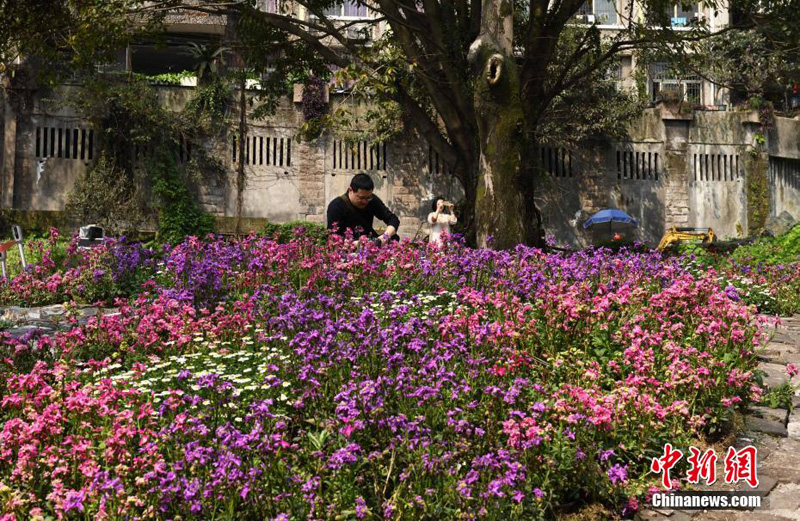 Мусорная свалка превратилась в цветочный сад в Чунцине